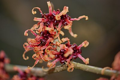Hamamelis x intermedia - vilín prostřední - detail květu - kalich s korunními plátky 2